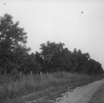 Country Road And Pecan Trees003