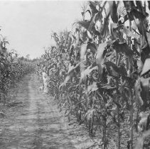 First Year Corn Crop On Cut Over Land016