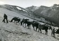 George Dee Smith leading pack horses on upper Sunlight Creek