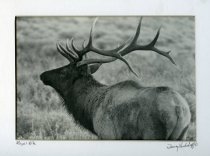 "Royal Elk"