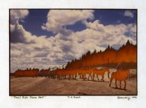 7D Ranch trailing horses over Dead Indian Hill