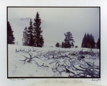 Elk Antlers- Winter 1985