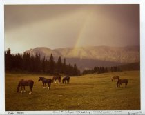 Horses in Hidden Basin