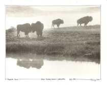 Bison rutting season - Yellowstone - July 1986