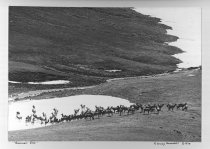Herd of elk above timberline
