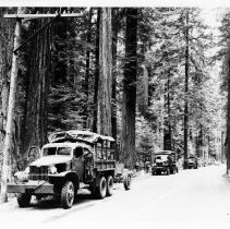 147th Field Artillery in redwoods during WWII