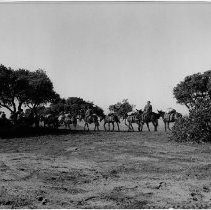 Quartermaster field exercise showing troops and mules, Fort Ord