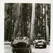 Fort Ord - 147th field artillery maneuvers, driving through forest.