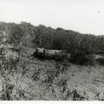 Reaction course: soldier behind log