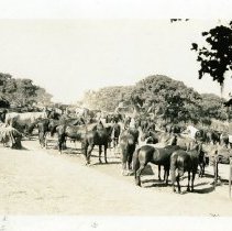 11th Cavalry: Camp Ord maneuvers on horseback