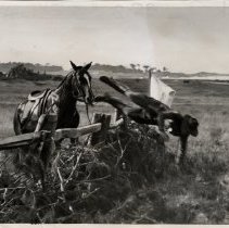 Lieutenant Gross Leaps from Horse During Exercise at Fort Ord