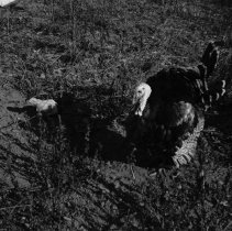 Visit to a Farm, 1942-1944