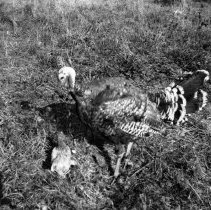 Visit to a Farm, 1942-1944