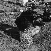 Visit to a Farm, 1942-1944