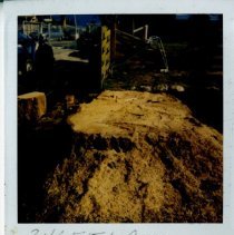 Stump from Large Tree at the Presidio of Monterey