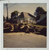 Cut Lumber from Large Tree at the Presidio of Monterey