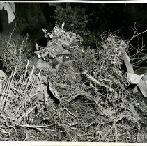 Pvt. Scaglione Demonstrates Effective Camouflage at Fort Ord