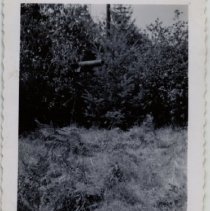 105mm Howitzer Gun Camouflaged in Trees at Fort Lewis