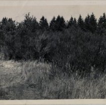 75mm Howitzer Positioned in Treeline at Fort Lewis