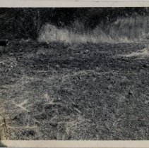 75mm Howitzer Positioned in Treeline at Fort Lewis