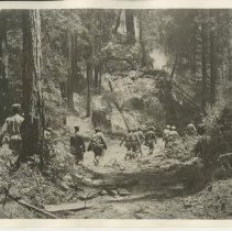 Troops Move Through Wooded Area during Field Training at Fort Ord