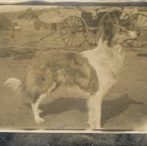 Portrait of a Collie