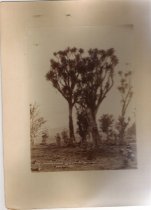 New Zealand Cabbage Tree