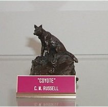 Coyote