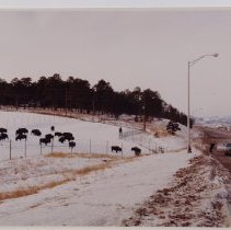 Buffalo along Interstate 70 near Golden, Colorado