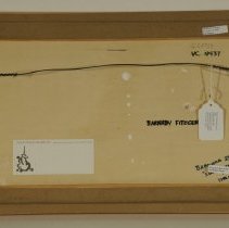 Sunflower Fields (Back)