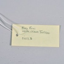 White Crown Turbine (Tag)