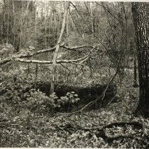 Vernal Pool, Spring, 2009