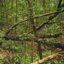 Beaver-Cut Tree, Spring, 2009