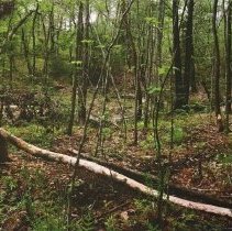 Creekside, Spring, 2009