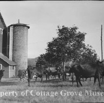 N.W. White Dairy Farm with cows, barn and silo