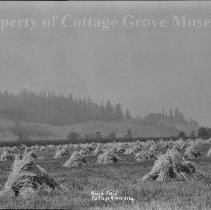 Grain field in Cottage Grove