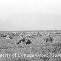 Grain Field in Cottage Grove