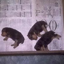 Three precious pupples