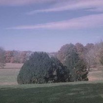 View towards boxwoods
