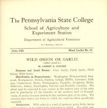 Wild Onion or Garlic