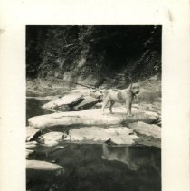 Whiskers at the Branch Creek