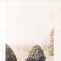 Boxwoods at Pennypacker Mills