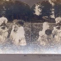 Stereograph of "...Field, Sweet Flowers of the Rural"