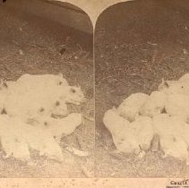 Stereograph of "Caught napping"