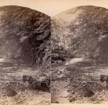 Stereograph of hemlocks overhaing Society Creek