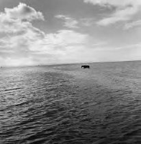 Black Horse, All Saints Bay, Itaparica, Brazil