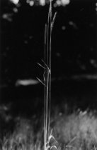 Woods Hole, from the portfolio, "Dorothy Norman: Selected Photographs" 1995