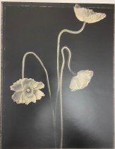 3 Poppies from the Tom Baril/Selected Images Porfolio 2004