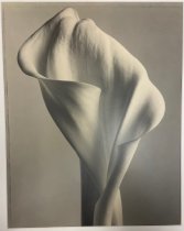 Calia Lily from Tom Baril/Selected Images portfolio 2004