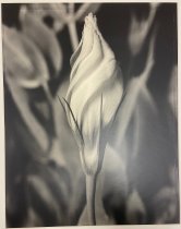 Eustoma from the Tom Baril/Selected Images Portfolio 2004